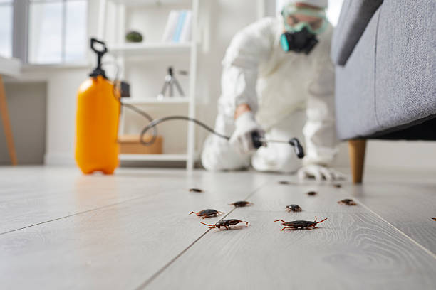 Commercial Rodent Management in Nipomo